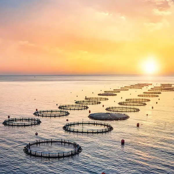 Cover united aquaculture