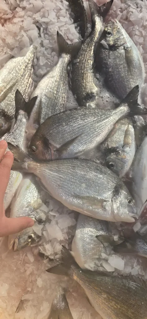 United aquaculture 07