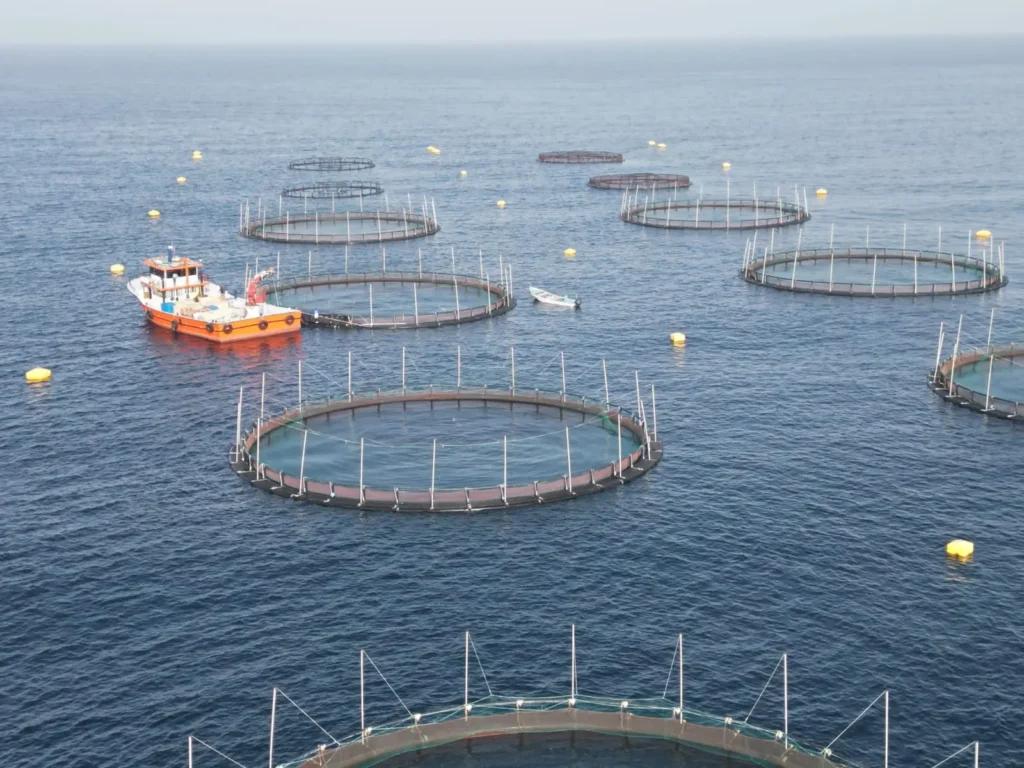 United aquaculture 11