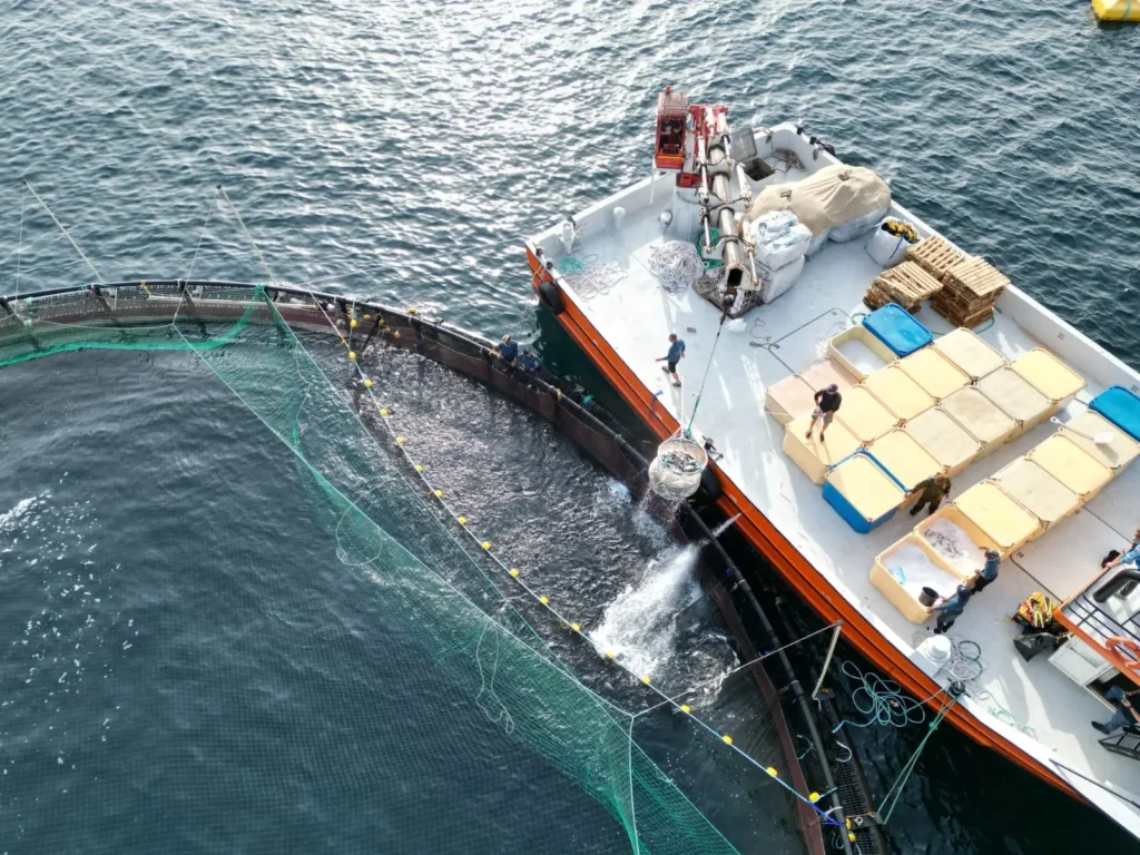 United aquaculture 12