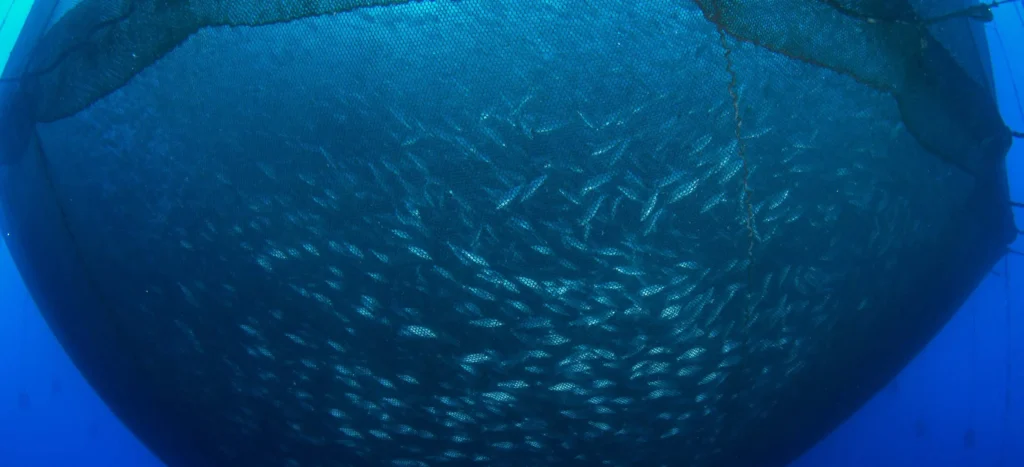 United aquaculture image 1