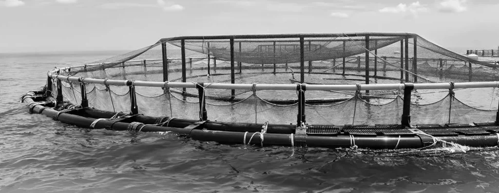 United aquaculture image 4